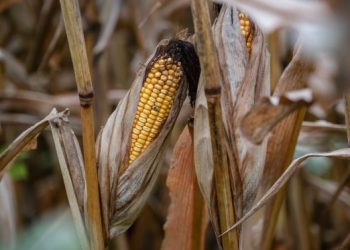 Is America on the cusp of a farm crisis?